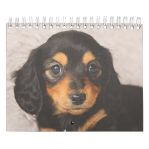 Dachshund-Puppies Kalender