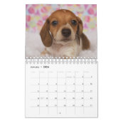 Dachshund-Puppies Kalender (Jan 2026)