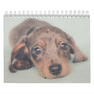 Dachshund-Puppies Kalender