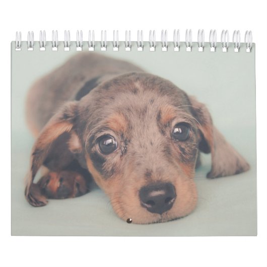 Dachshund-Puppies Kalender (Hoes)