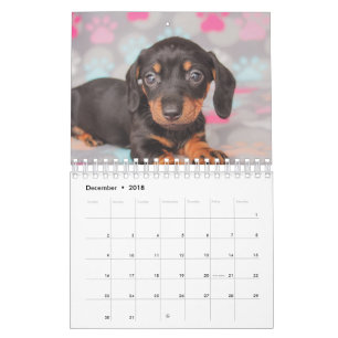 Dachshund-Puppies Kalender