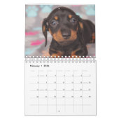 Dachshund-Puppies Kalender (Feb 2026)