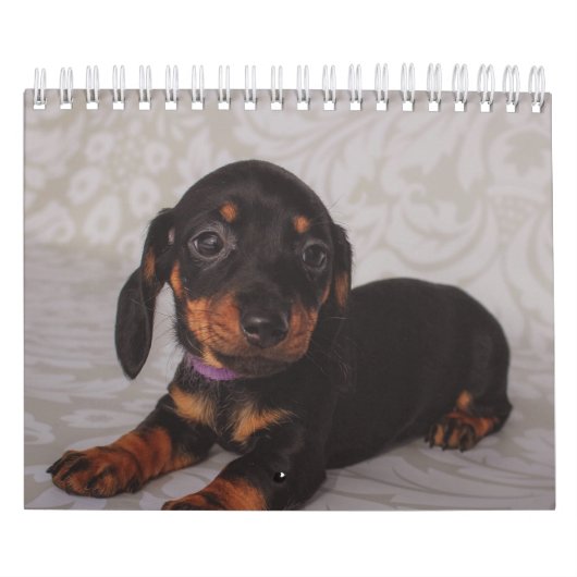 Dachshund-Puppies Kalender (Hoes)