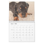 Dachshund-Puppies Kalender (Mar 2026)