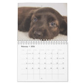 Dachshund-Puppies Kalender (Feb 2026)