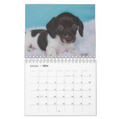 Dachshund-Puppies Kalender (Jan 2026)