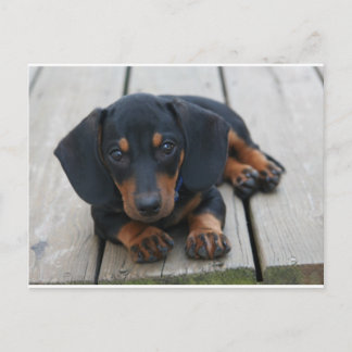 Dachshund Puppy Black Briefkaart
