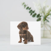 Dachshund Puppy Briefkaart (Staand voorkant)