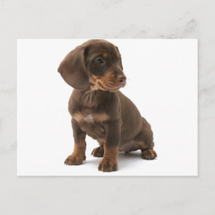 Dachshund Puppy Briefkaart