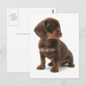 Dachshund Puppy Briefkaart (Voorkant / Achterkant)