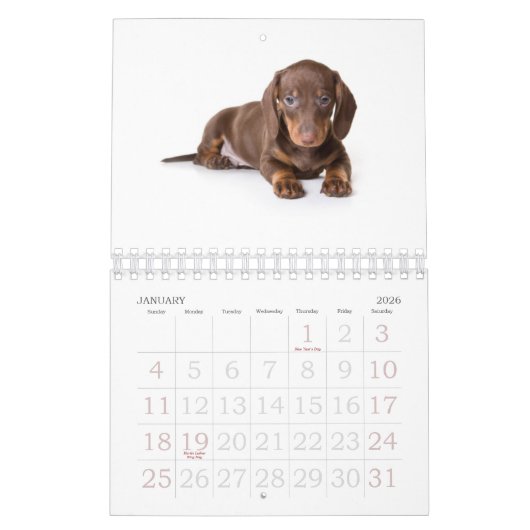 Dachshund Puppy Calendar 2011 Kalender (Jan 2026)