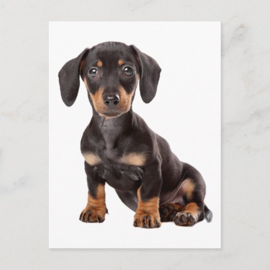 Dachshund Puppy Dog Blank Briefkaart (Voorkant)