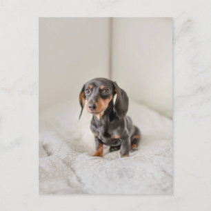 Dachshund Puppy Dog Briefkaart