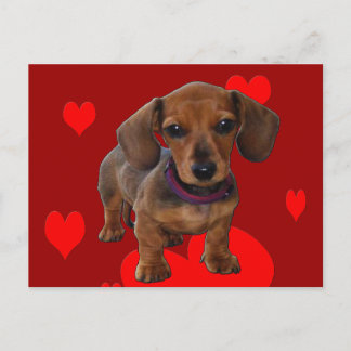 DACHSHUND Puppy met hart Briefkaart