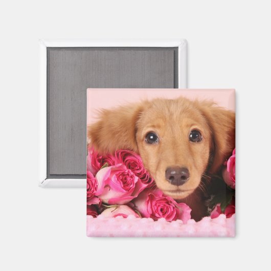 Dachshund Puppy Omringd door Rozen Magneet (Voorkant / Achterkant)