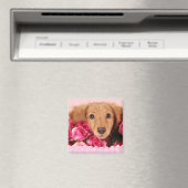 Dachshund Puppy Omringd door Rozen Magneet (Insitu (Vaatwasser))