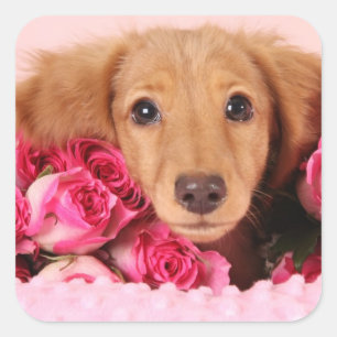 Dachshund Puppy Omringd door Rozen Vierkante Sticker