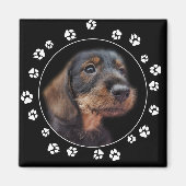 Dachshund Puppy Paw Prints Magneet (Voorkant)