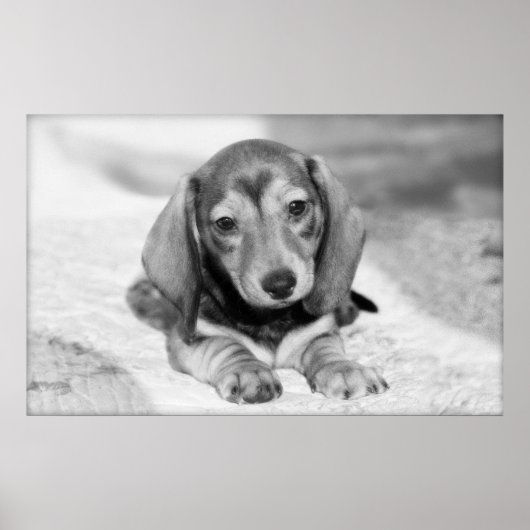 Dachshund Puppy Poster (Voorkant)