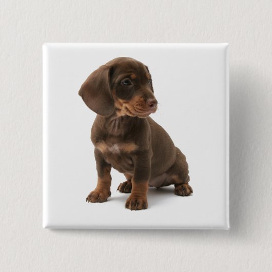 Dachshund Puppy Square Pin Vierkante Button 5,1 Cm (Voorkant)