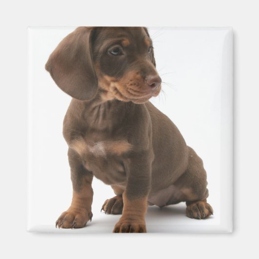 Dachshund Puppy Vierkante Magnet Magneet (Voorkant)