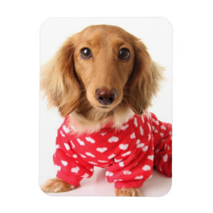 Dachshund Puppy Wearing Valentijns outfit Magneet