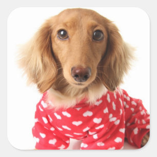 Dachshund Puppy Wearing Valentijns outfit Vierkante Sticker