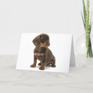 Dachshund Puppy Wenskaart Kaart