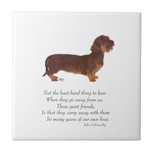 Dachshund Regenboogbrug Tegeltje
