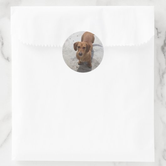 Dachshund Ronde Sticker (Tas)