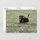 Dachshund Running Briefkaart (Voorkant / Achterkant)
