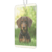 Dachshund Sitting in Grass Luchtverfrisser (Links)