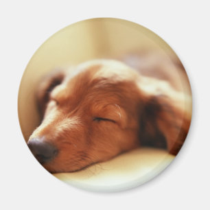 Dachshund slapen magneet