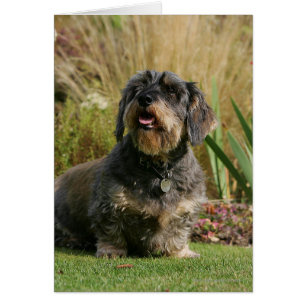 Dachshund standard à poils de fil
