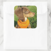 Dachshund Stickers (Tas)