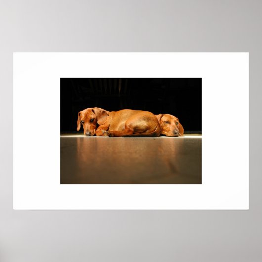 Dachshund Sunlight Poster (Voorkant)