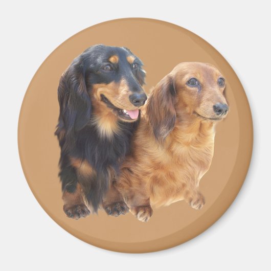 Dachshund Sweeties Magnet Magneet (Voorkant)