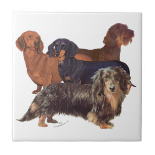 Dachshund Varieties Tegeltje