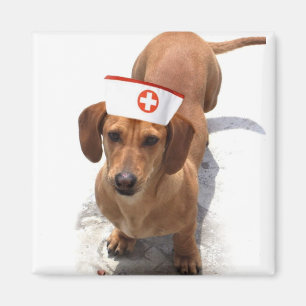 Dachshund verpleegster magnet magneet