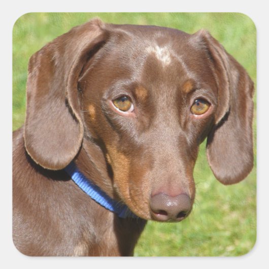 Dachshund Vierkante Sticker (Voorkant)