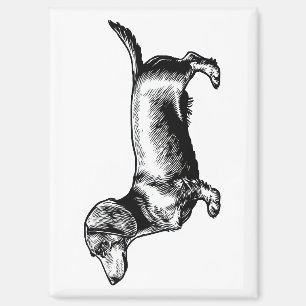 Dachshund Vintage Gravure Illustratie Magneet