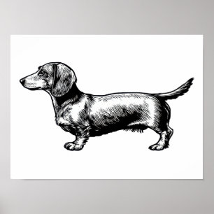 Dachshund Vintage Gravure Illustratie Poster