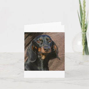 dachshund zwart en rood kaart