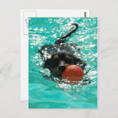 Dachshund zwemmen! briefkaart (Voorkant / Achterkant)