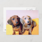 Dachsund Puppies Briefkaart (Voorkant / Achterkant)