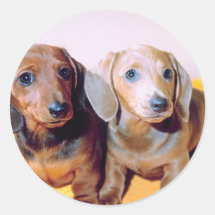 Dachsund Puppies Ronde Sticker