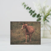 Dader Briefkaart (Staand voorkant)