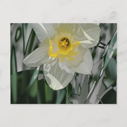 Daffodil 2015 briefkaart (Voorkant)