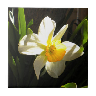 Daffodil bij Daybreak Tegel Tegeltje