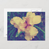 Daffodil  bloemenfotografie briefkaart (Voorkant / Achterkant)